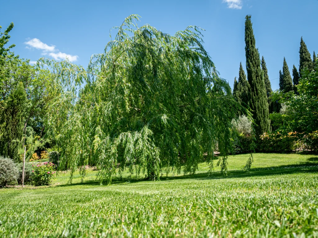 Parc arboré et ombragé du domaine pour un mariage en été dans le Gard